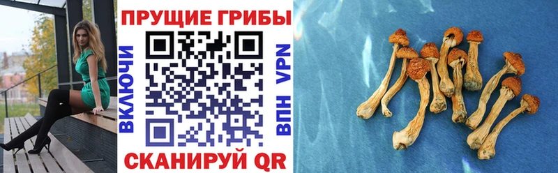 хочу наркоту  Волосово  Галлюциногенные грибы мухоморы 